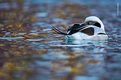 Wildlife Photographer of the Year